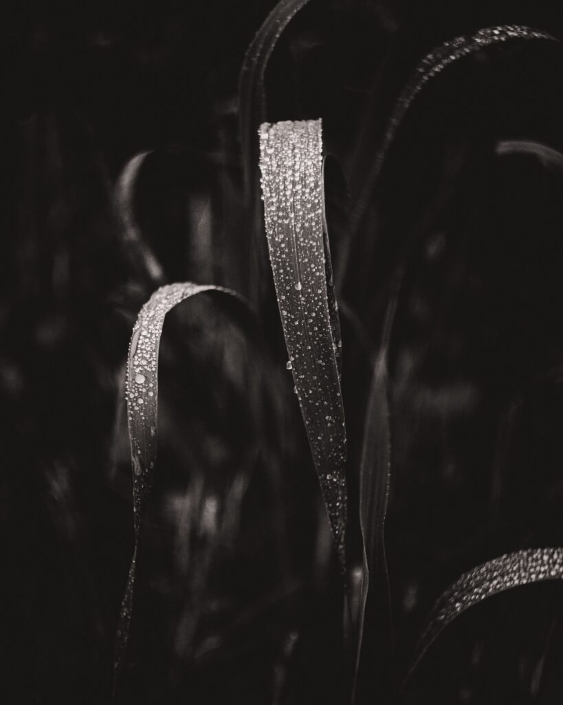 Close-up of grass blades with dew droplets in a moody black and white setting, presenting nature's delicate details.
Silent Growth Ka Formula Kya Hai?